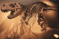 L&#039;extincio dels dinosaures fon producte de mala sort